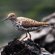 Spotted Sandpiper