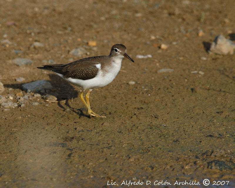 Spotted Sandpiper