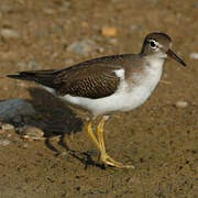 Spotted Sandpiper