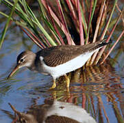 Spotted Sandpiper