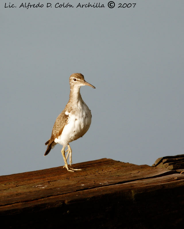 Spotted Sandpiper