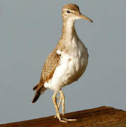 Spotted Sandpiper