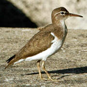 Spotted Sandpiper