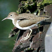 Spotted Sandpiper