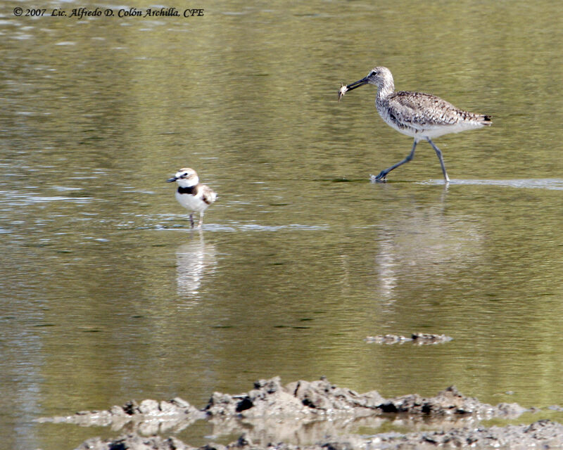 Willet