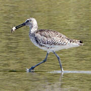 Willet