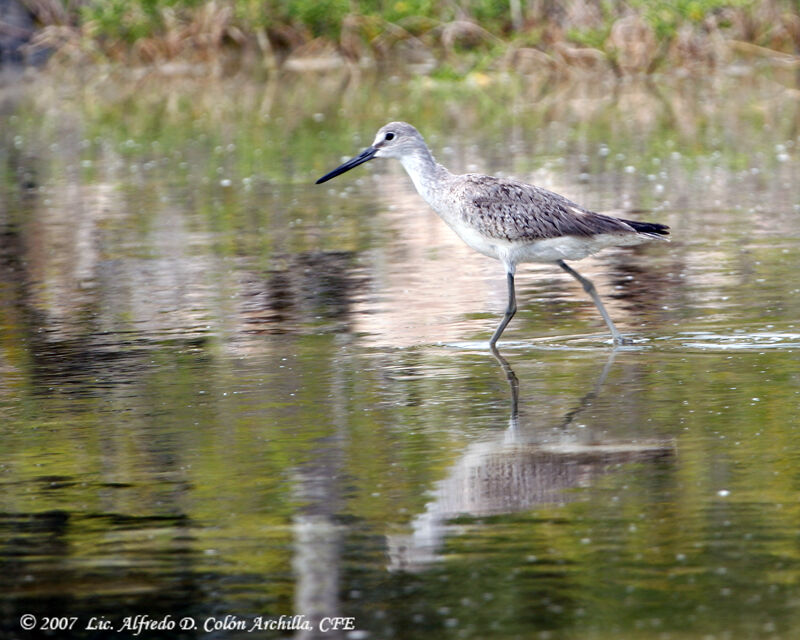 Willet