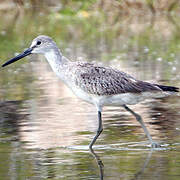 Willet