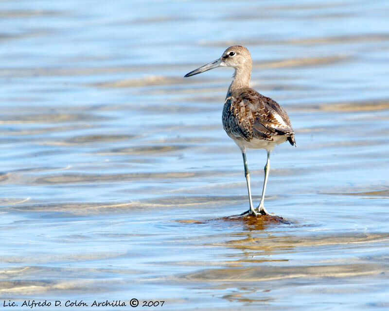 Willet