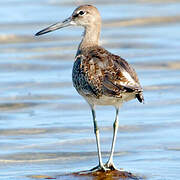 Willet