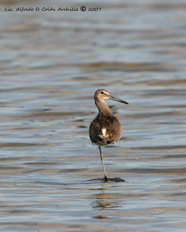 Willet