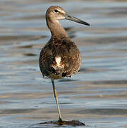 Willet