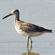 Willet