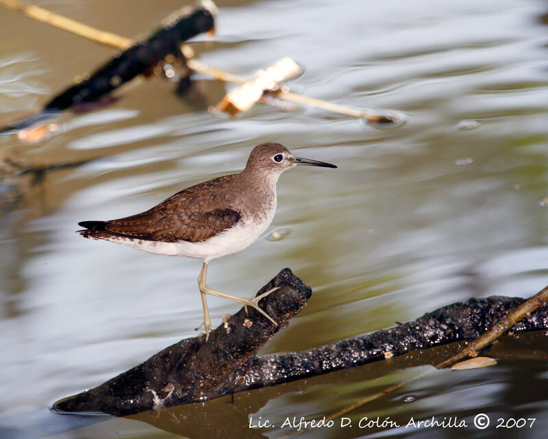 Solitary Sandpiper