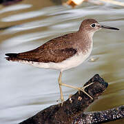 Solitary Sandpiper