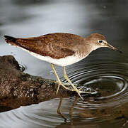 Solitary Sandpiper