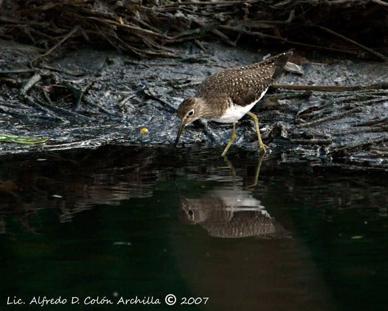 Solitary Sandpiper