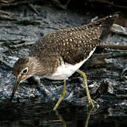 Solitary Sandpiper