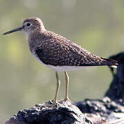 Solitary Sandpiper