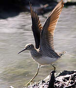 Solitary Sandpiper