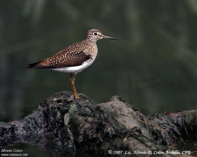 Solitary Sandpiperadult, identification