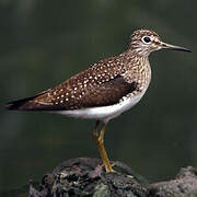 Solitary Sandpiper