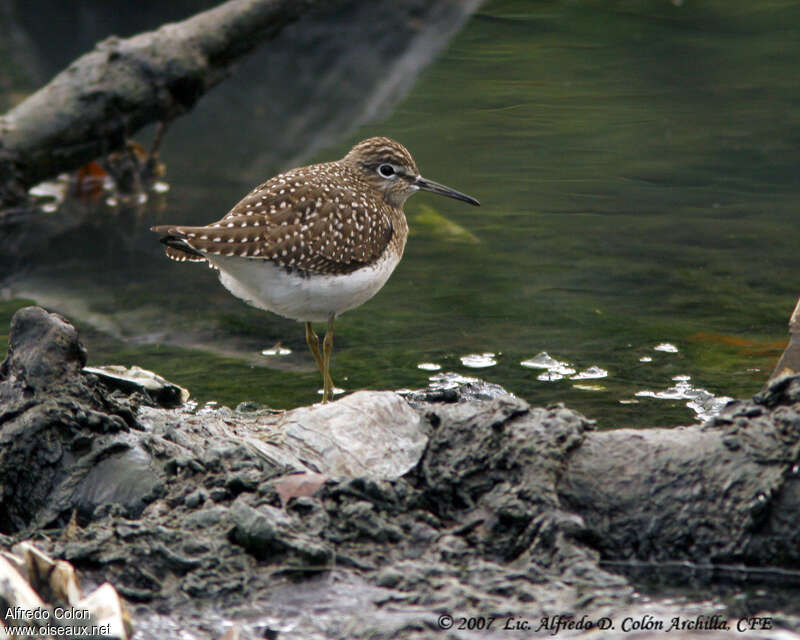 Solitary Sandpiperadult breeding