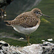 Solitary Sandpiper