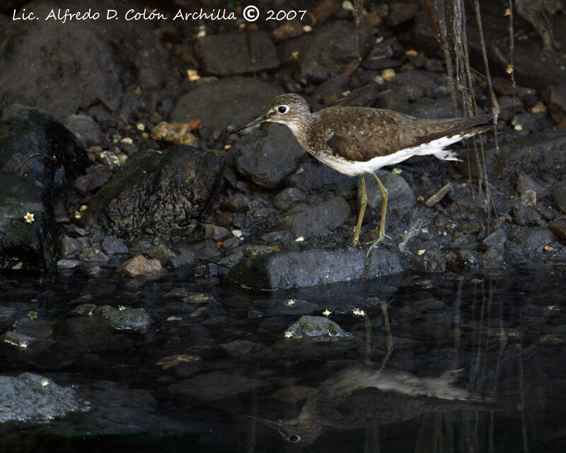 Solitary Sandpiper