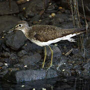 Solitary Sandpiper