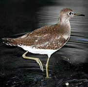 Solitary Sandpiper