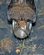 Solitary Sandpiper