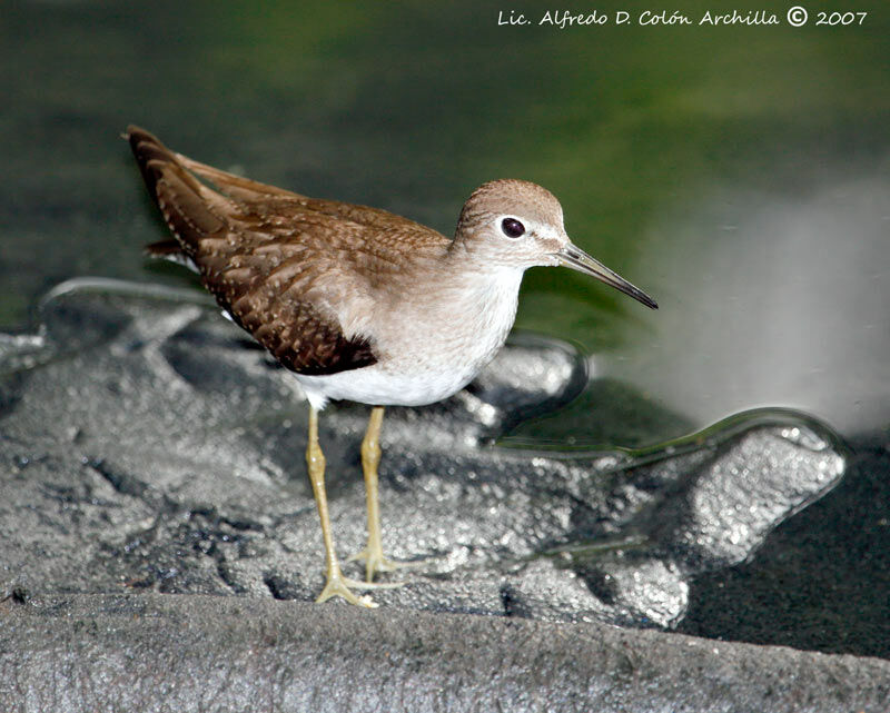 Solitary Sandpiper