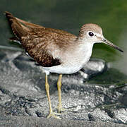 Solitary Sandpiper