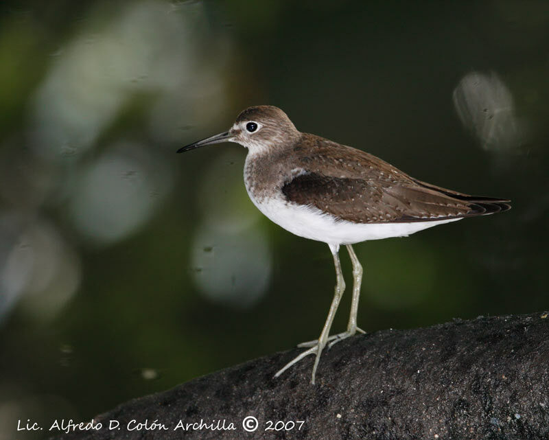 Solitary Sandpiper