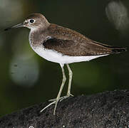 Solitary Sandpiper