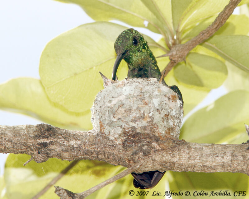 Green-throated Carib