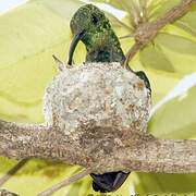 Green-throated Carib