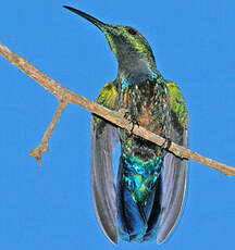 Colibri falle-vert