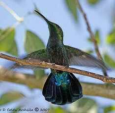 Colibri falle-vert