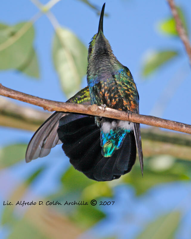 Green-throated Carib