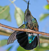 Green-throated Carib