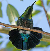 Green-throated Carib