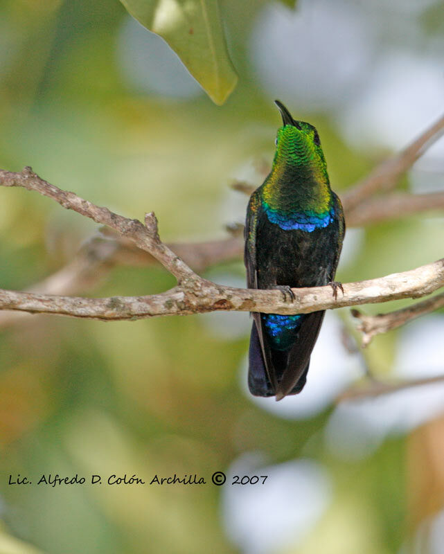 Colibri falle-vert