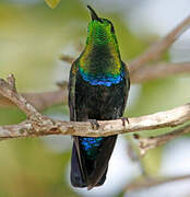 Green-throated Carib