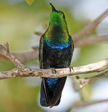 Colibri falle-vert