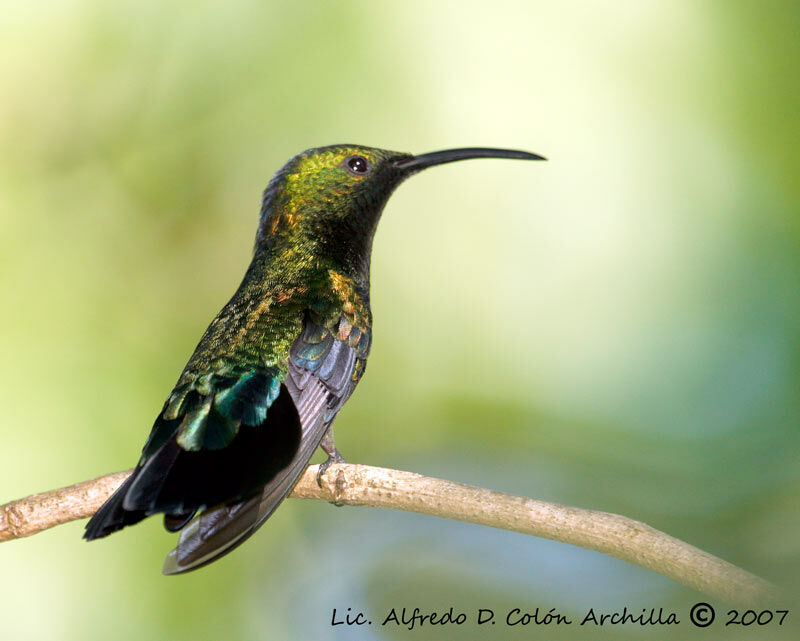 Green-throated Carib