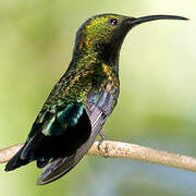 Green-throated Carib