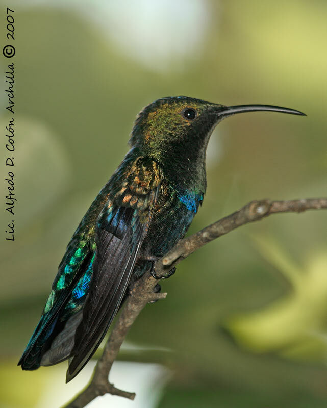 Colibri falle-vert