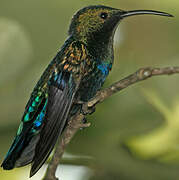 Colibri falle-vert